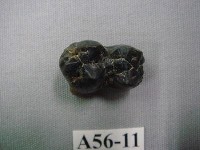 藏品(豬齒)的圖片